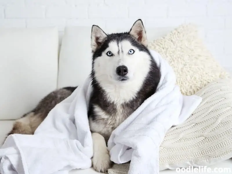 Siberian Husky with towel