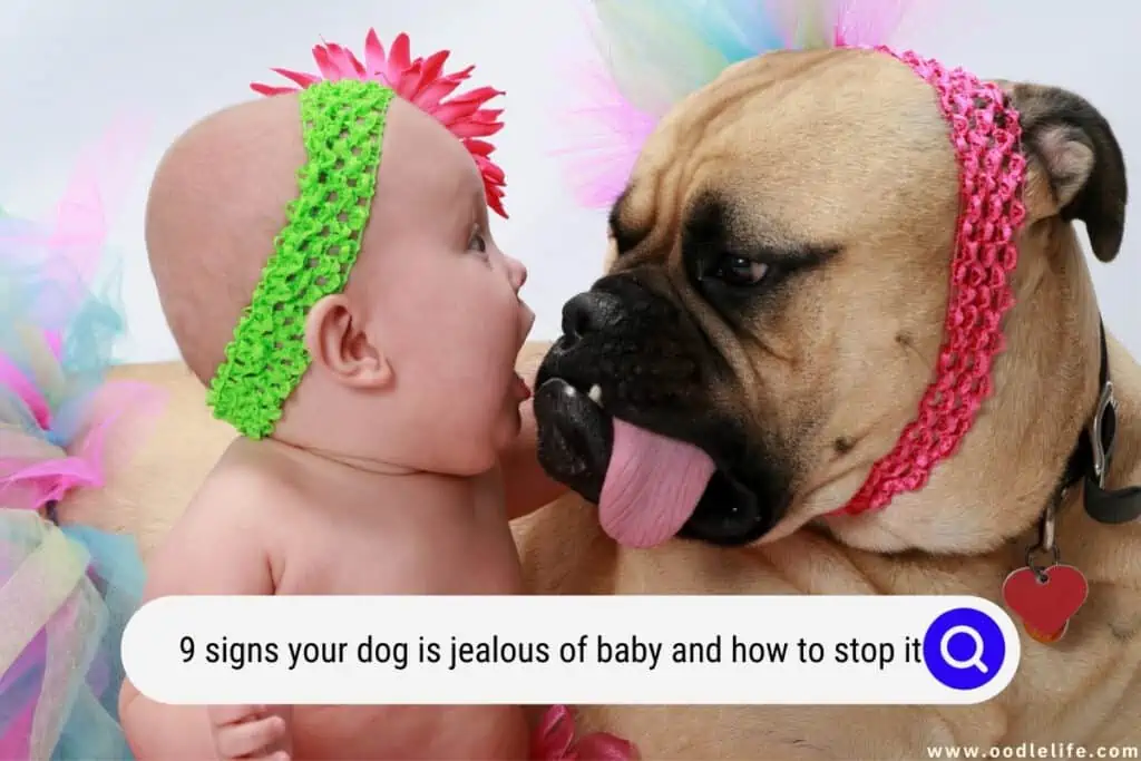 signs your dog is jealous of baby