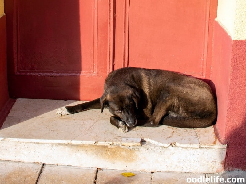 Why Does My Dog Lay In Front Of The Door