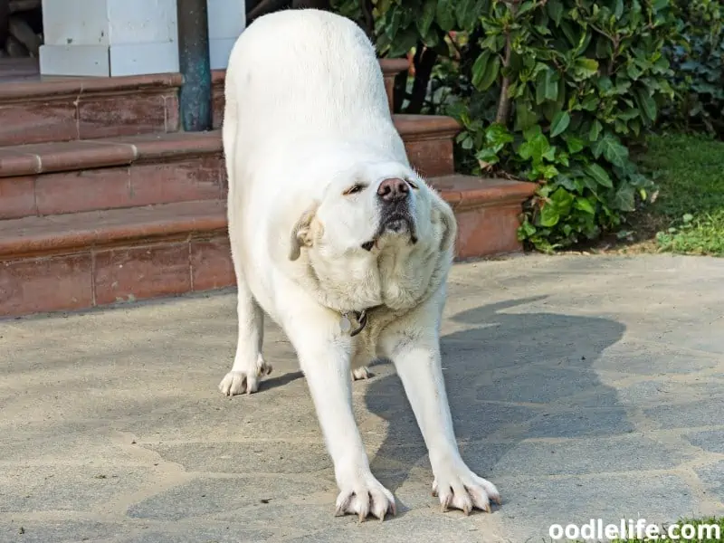 Spanish Mastiff stretches