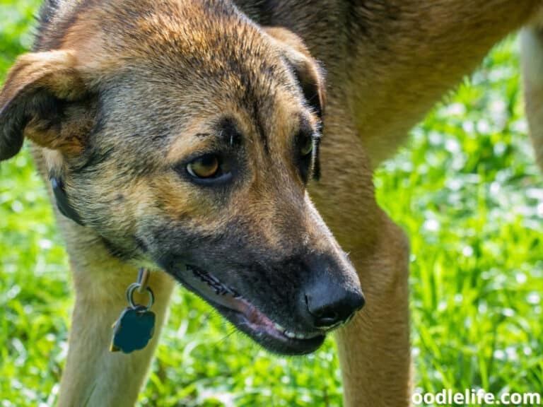 11-longest-living-large-dog-breeds-oodle-life