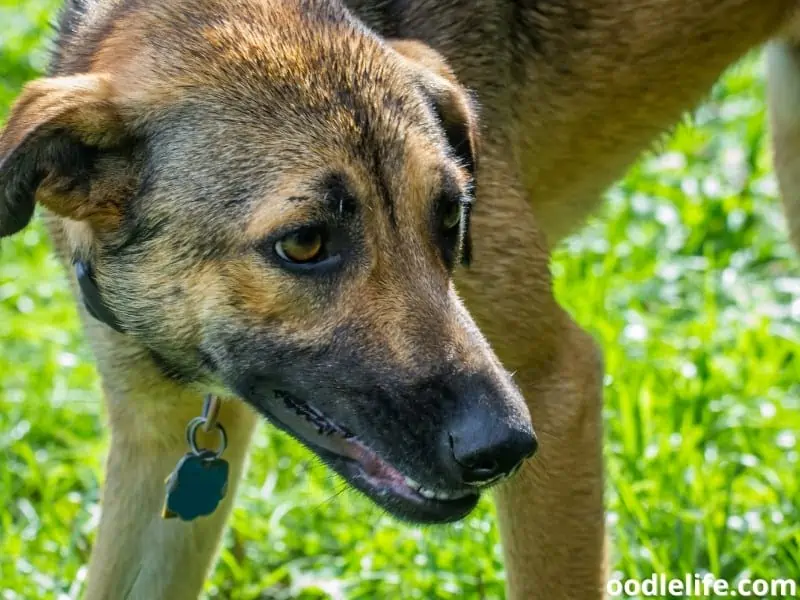 standing Anatolian Shepherd Dog