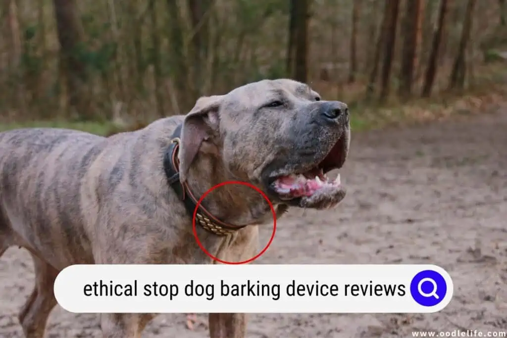 stop dog barking device