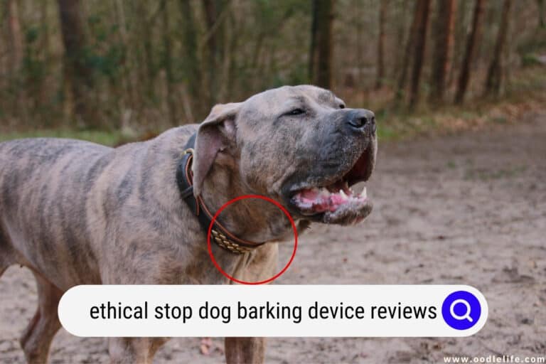 Ethical Stop Dog Barking Device Reviews (2022)