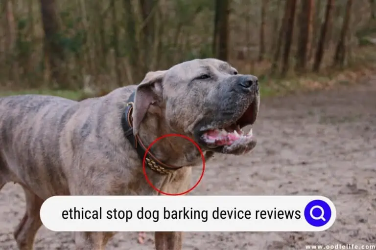 Ethical Stop Dog Barking Device Reviews (2024)