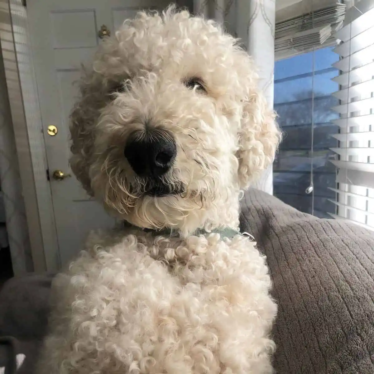 surprised Goldendoodle looking at owner