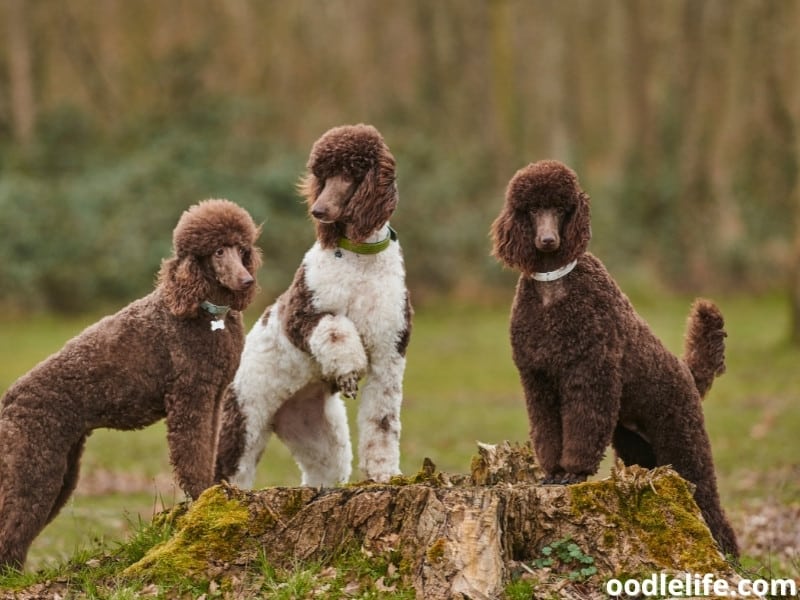 three Standard Poodles