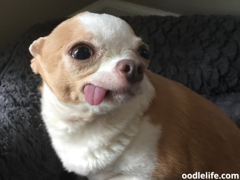 toothless Chihuahua