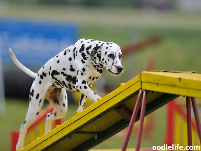 training Dalmatian