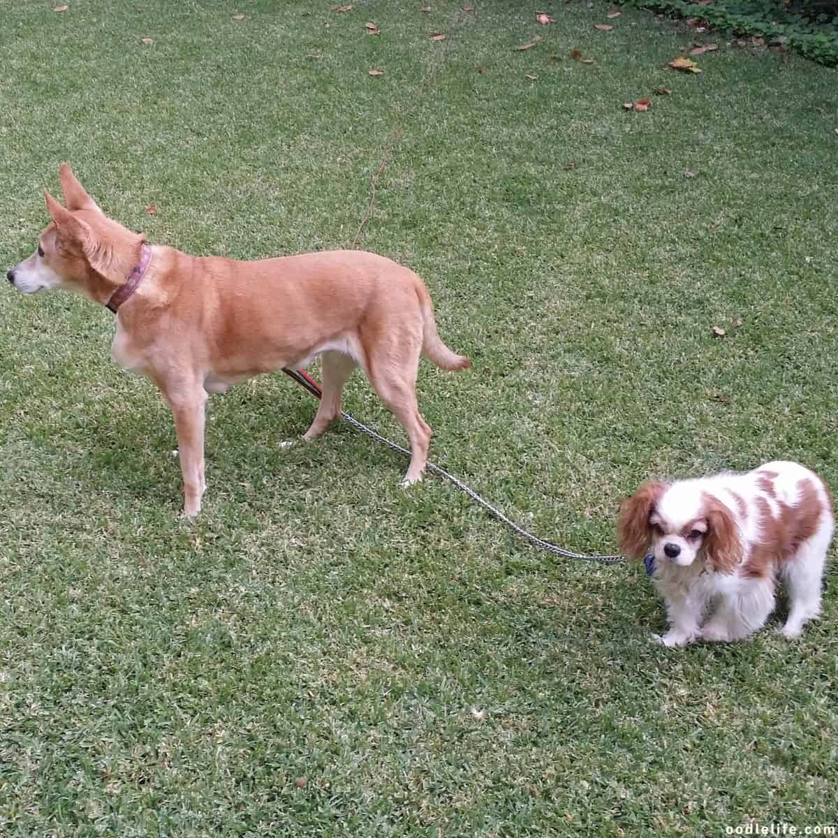 two dogs stand outdoors