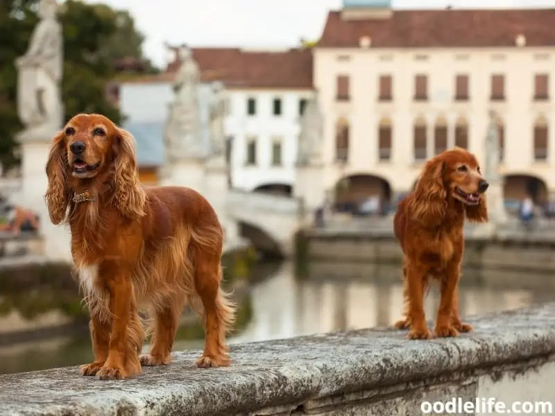 two English Cocker Spaniels