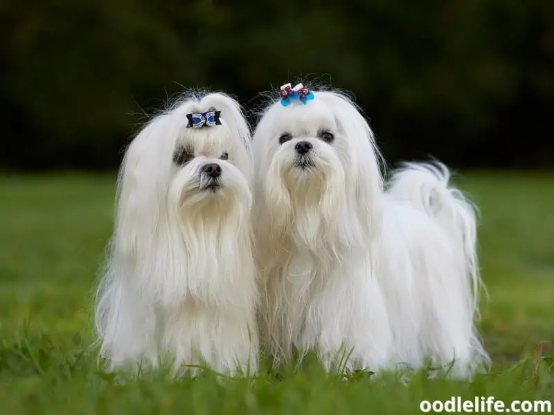 two Maltese dogs