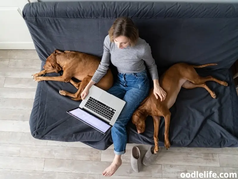 two Vizsla with owner