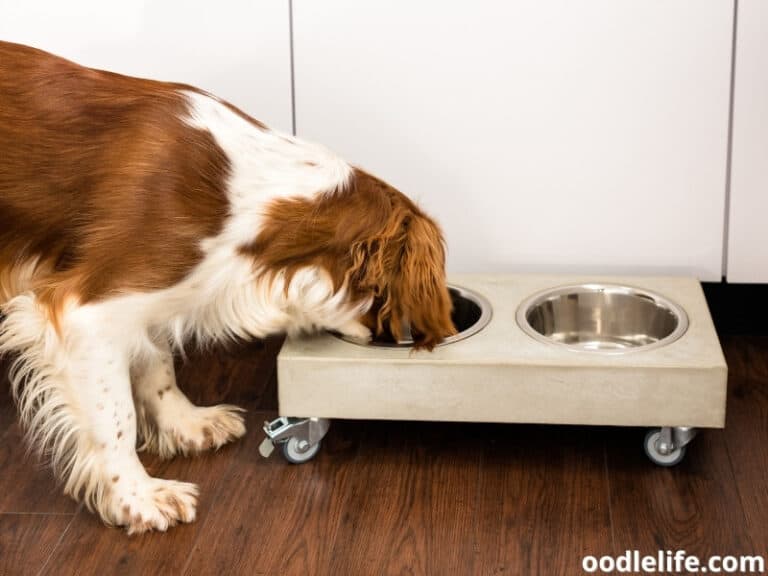 Can Dogs Drink Sparkling Water (Carbonated Water)? Oodle Life