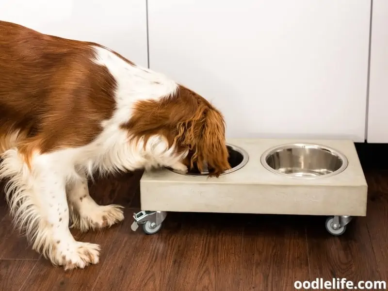 Welsh Springer Spaniel bowl