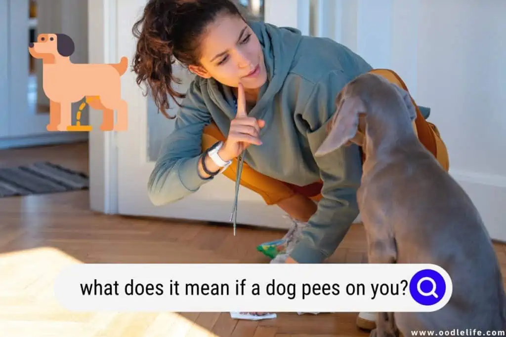 what does it mean if a dog pees on you