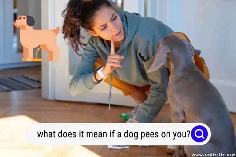 What Does It Mean If a Dog Pees on You?