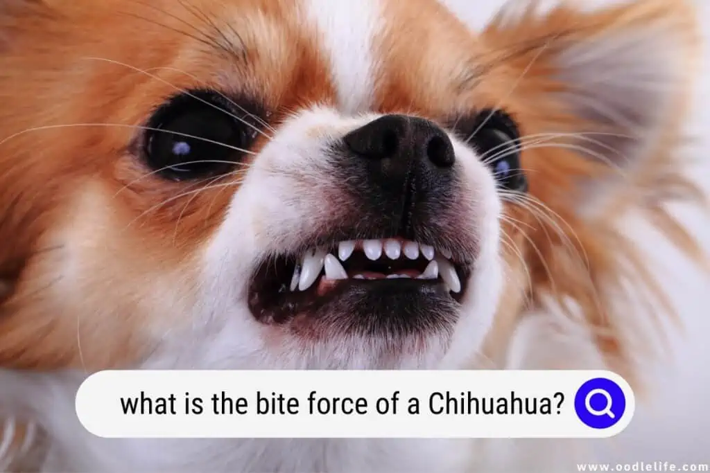 what is the bite force of a Chihuahua
