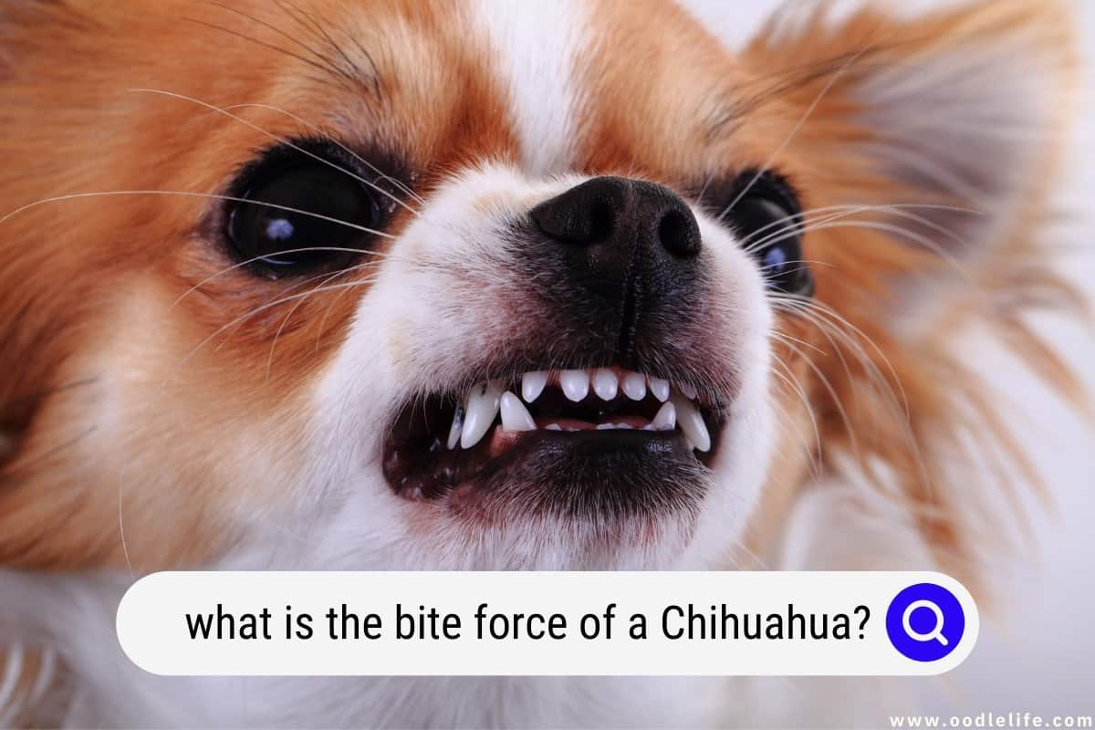 What Is The Bite Force Of A Chihuahua? - Oodle Life