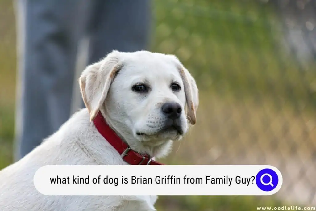 what kind of dog is Brian Griffin