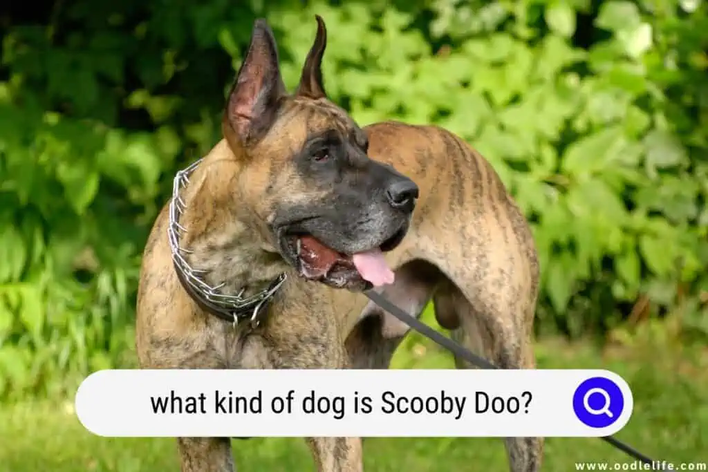 what kind of dog is Scooby Doo