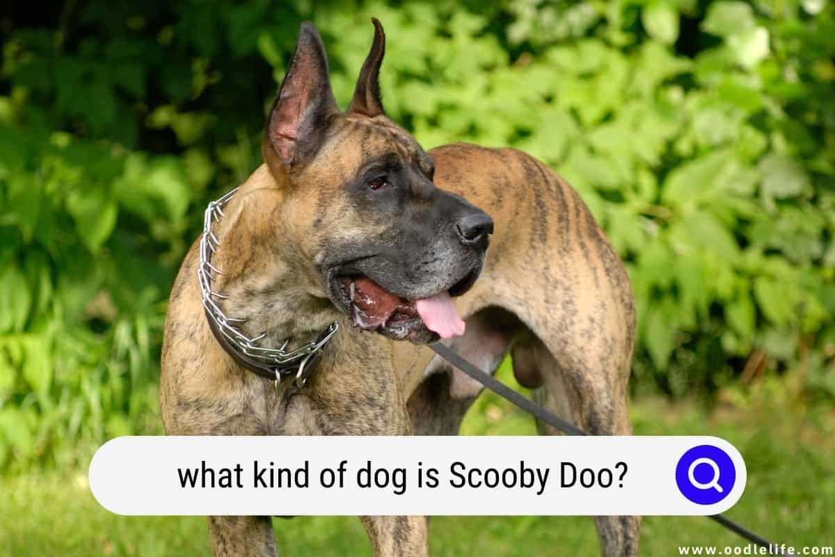 What kind of dog is scooby doo official theories oodle life