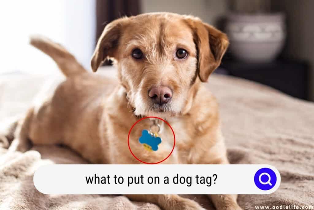 what to put on a dog tag