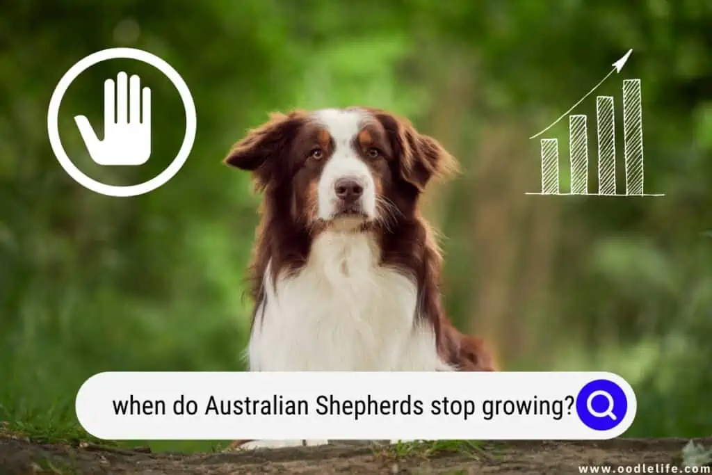when do Australian Shepherds stop growing