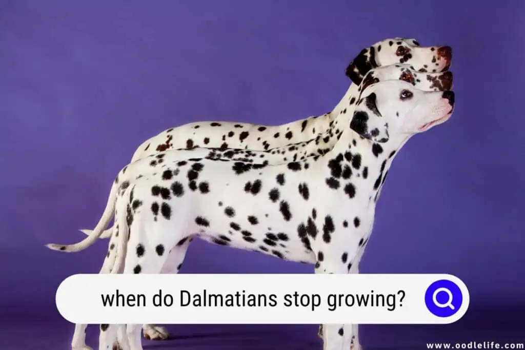 when do Dalmatians stop growing