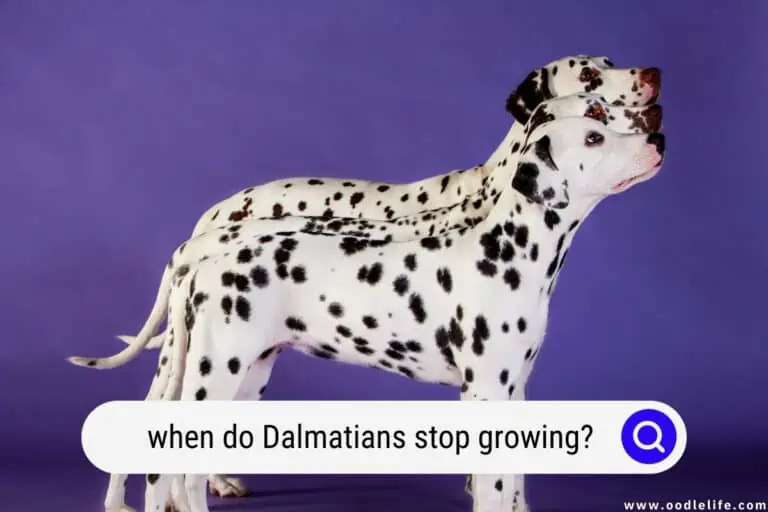 When Do Dalmatians Stop Growing?