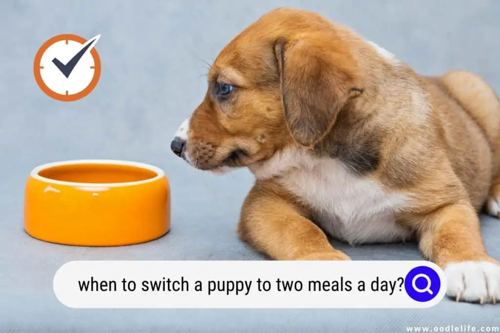 when to switch a puppy to two meals a day