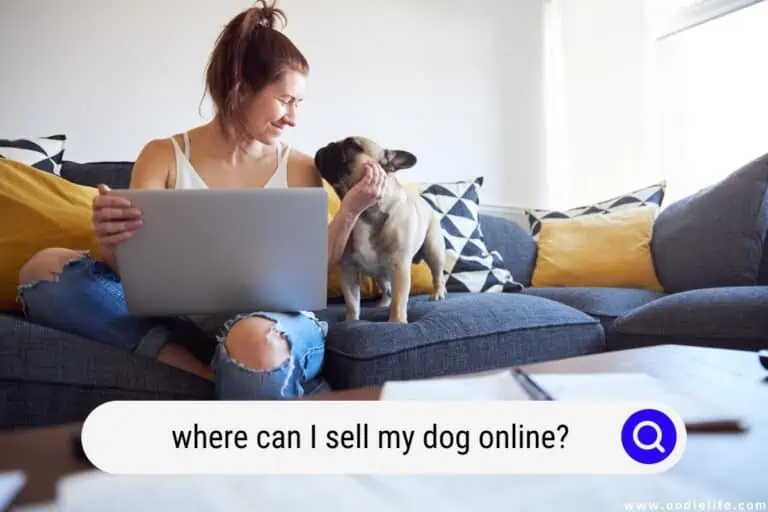 Where Can I Sell My Dog Online? (2024 Best Advice)