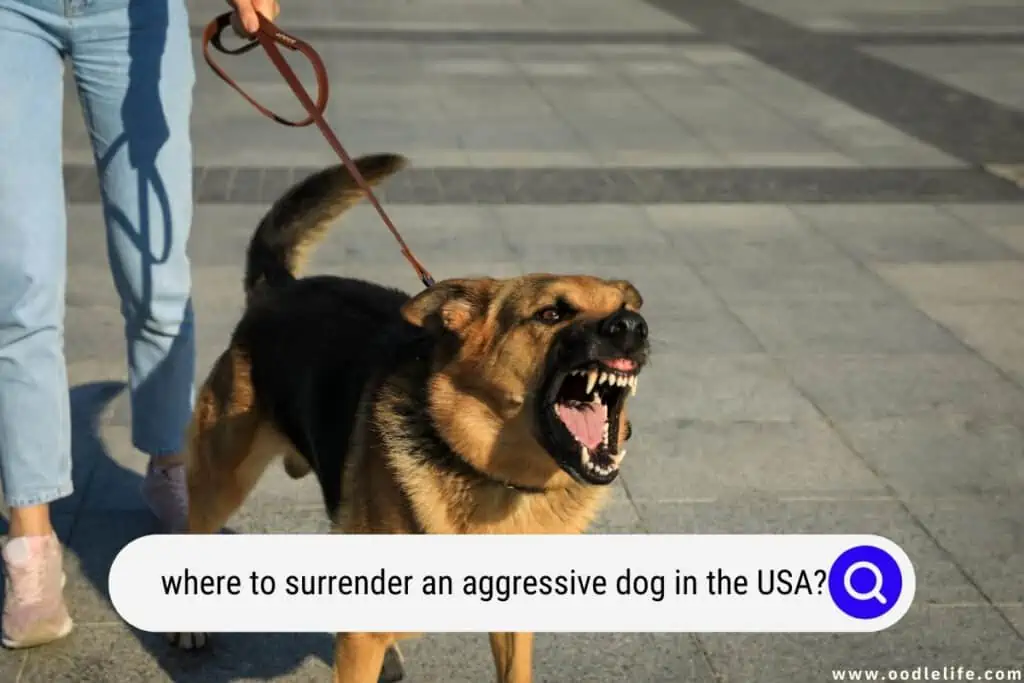 where to surrender an aggressive dog