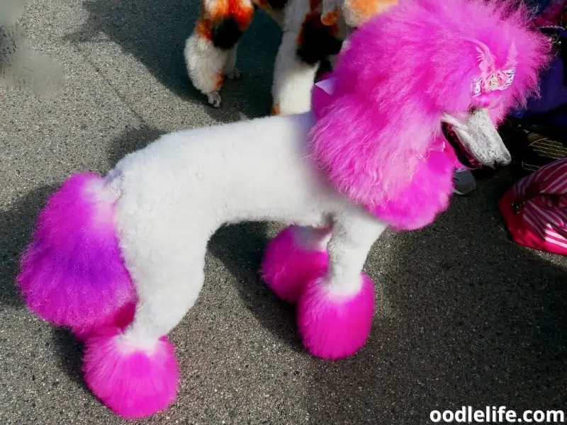 white and pink Poodle