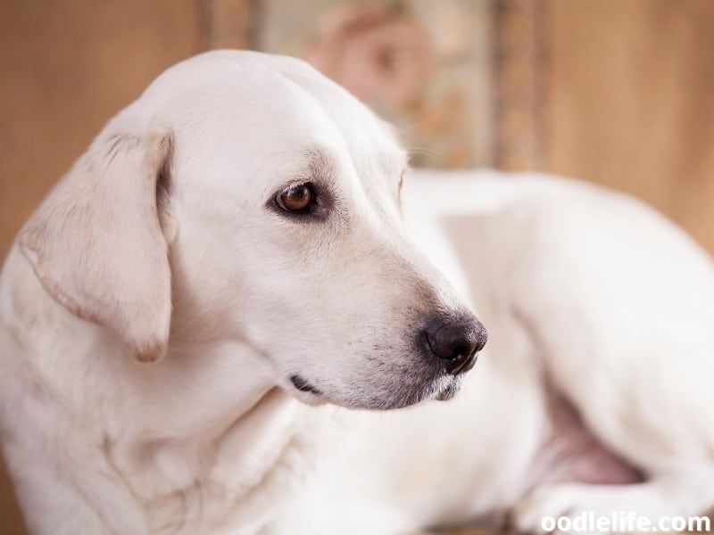 white Labrador Retriever