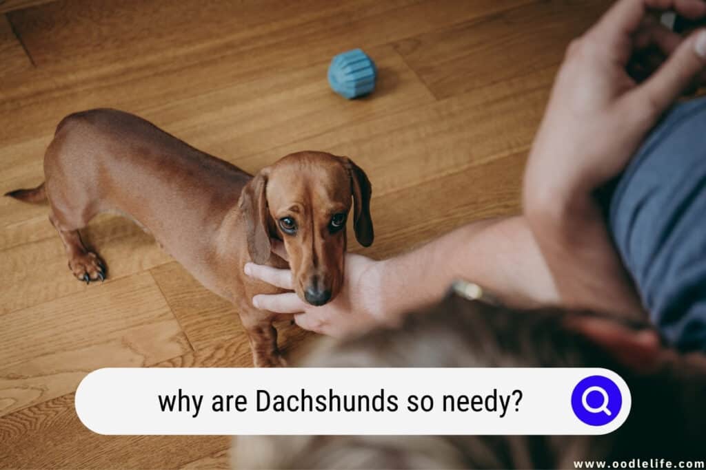 why are Dachshunds so needy