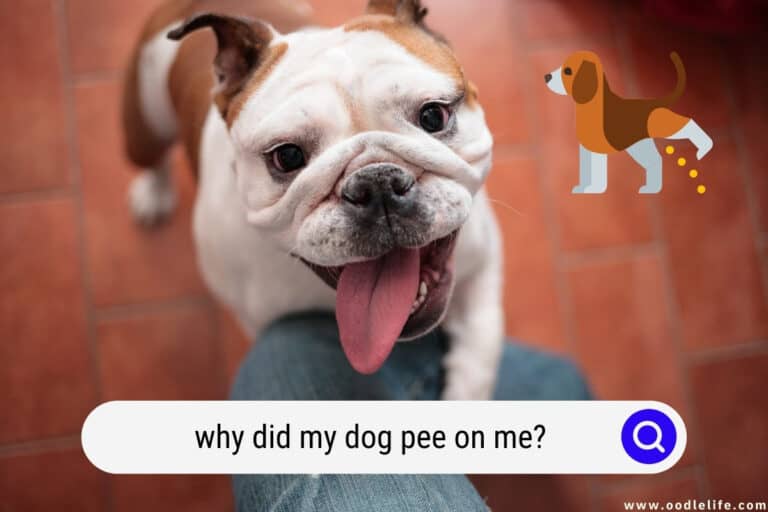 Why Did My Dog Pee on Me? (5 Reasons Explained)