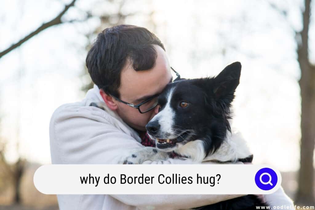 why do Border Collies hug