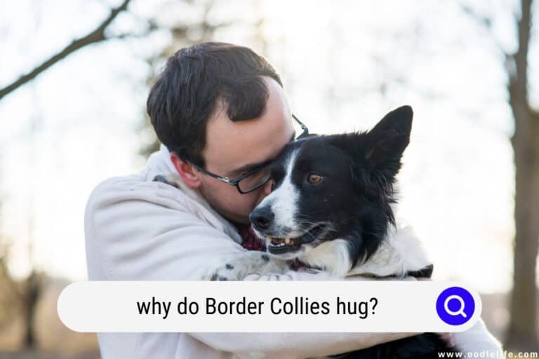 Why Do Border Collies Hug? 11 Signs of BC Affection