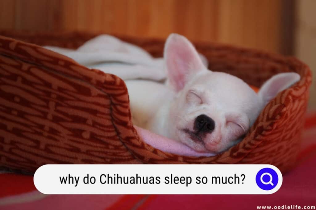 why do Chihuahuas sleep so much