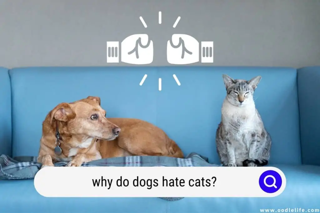 why do dogs hate cats