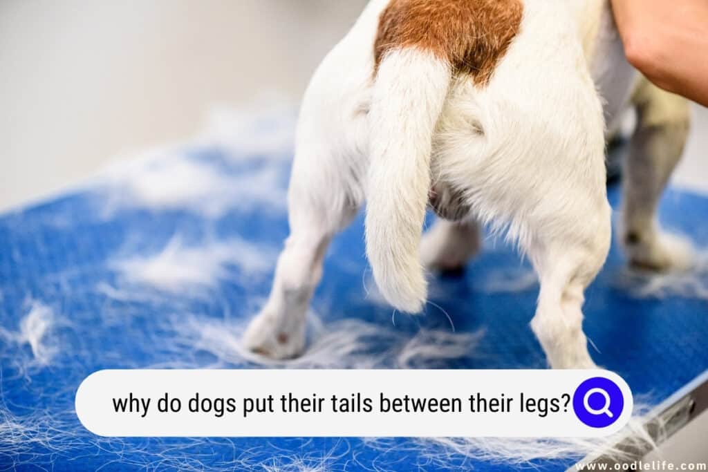 why do dogs put their tails between their legs