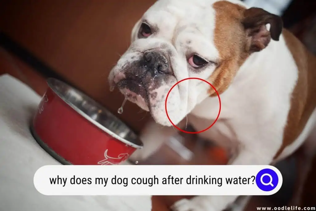 why does my dog cough after drinking water