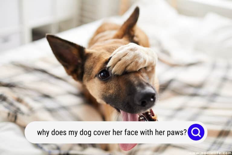 Why Does My Dog Cover Her Face with Her Paws? (Meaning)