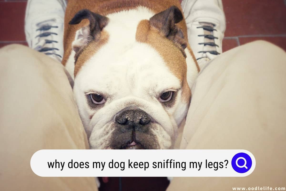 Why Does My Dog Keep Sniffing My Legs? - Oodle Life Why Does My Dog Keep Sniffing My Legs? - Oodle Life
