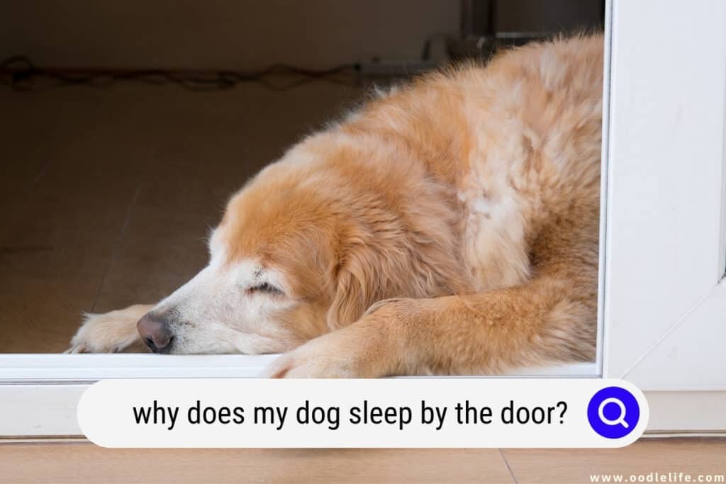 why does my dog sleep by the door