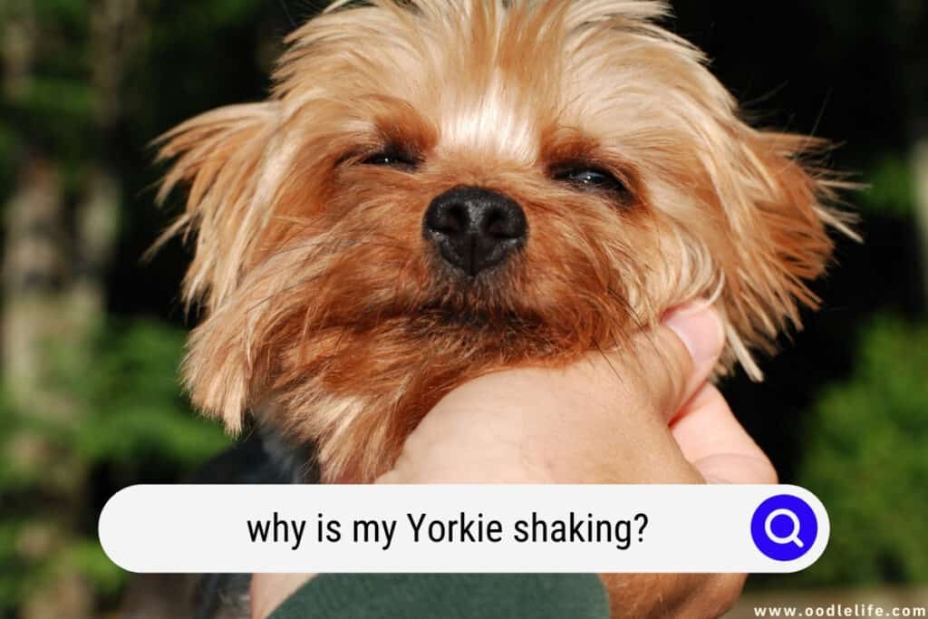 why is my Yorkie shaking