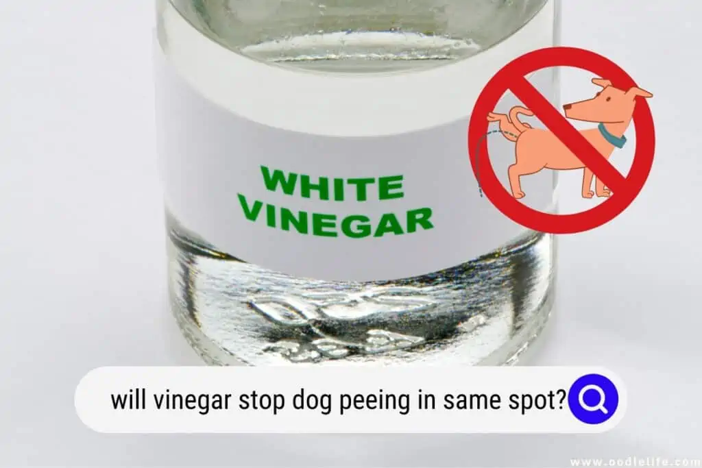 will vinegar stop dog peeing in same spot