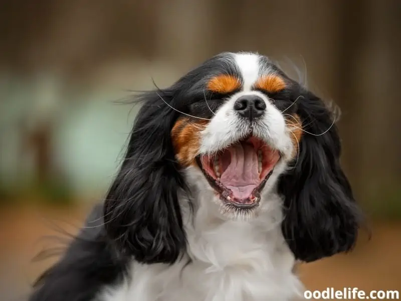 Yawning King Charles Spaniel