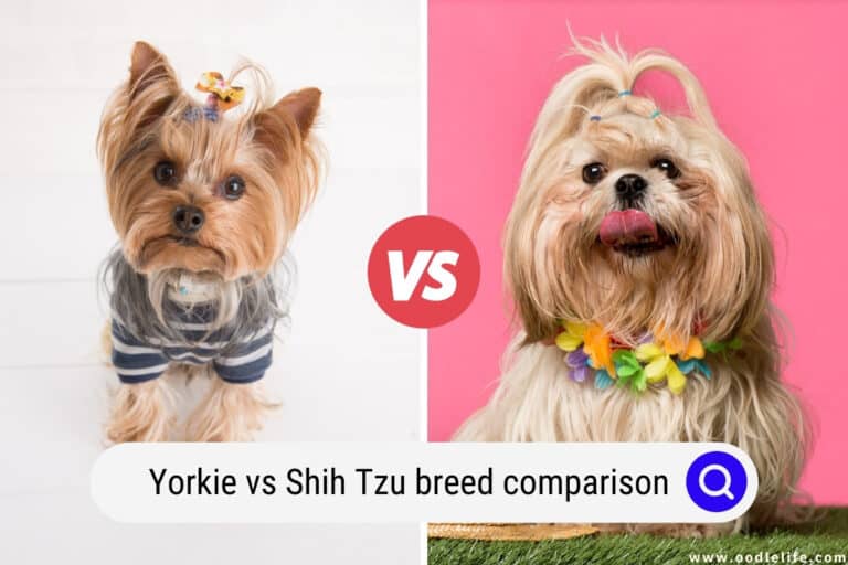 Yorkie vs Shih Tzu Breed Comparison (Photos)